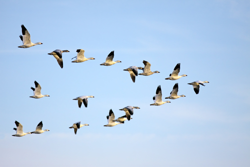 birds migrating